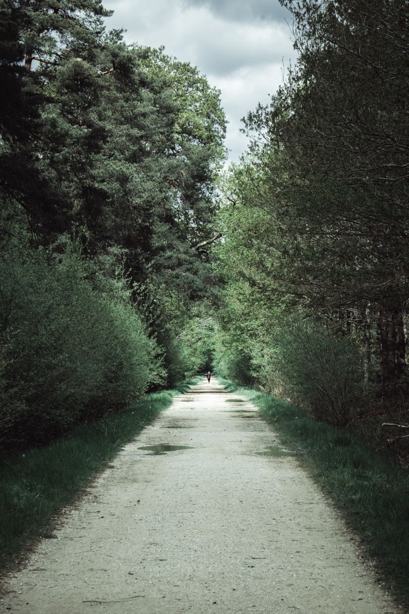 Long straight path in the woods with someone walking it in the distance