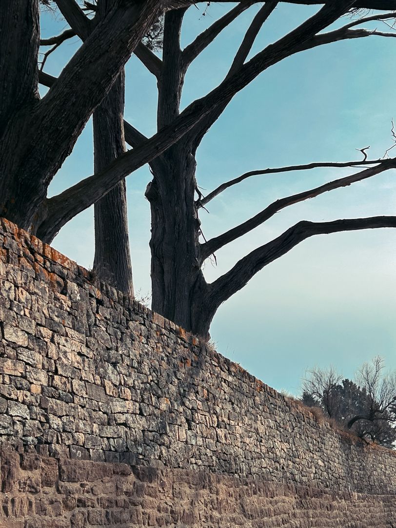 Tall trees getting over a stone wall