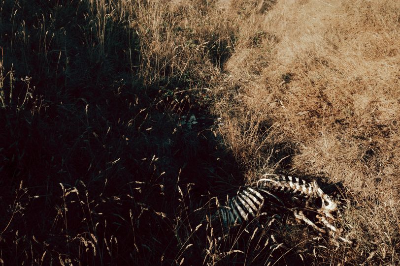 Remains of an animal between light and shadows