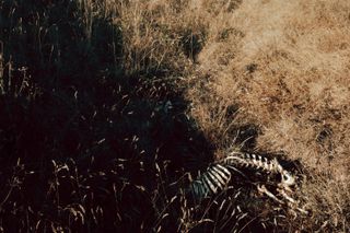 Remains of an animal between light and shadows