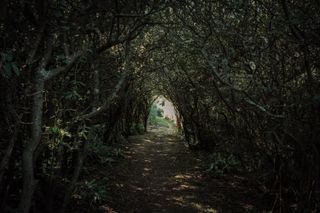 A tunnel made of flora with en enligthen end