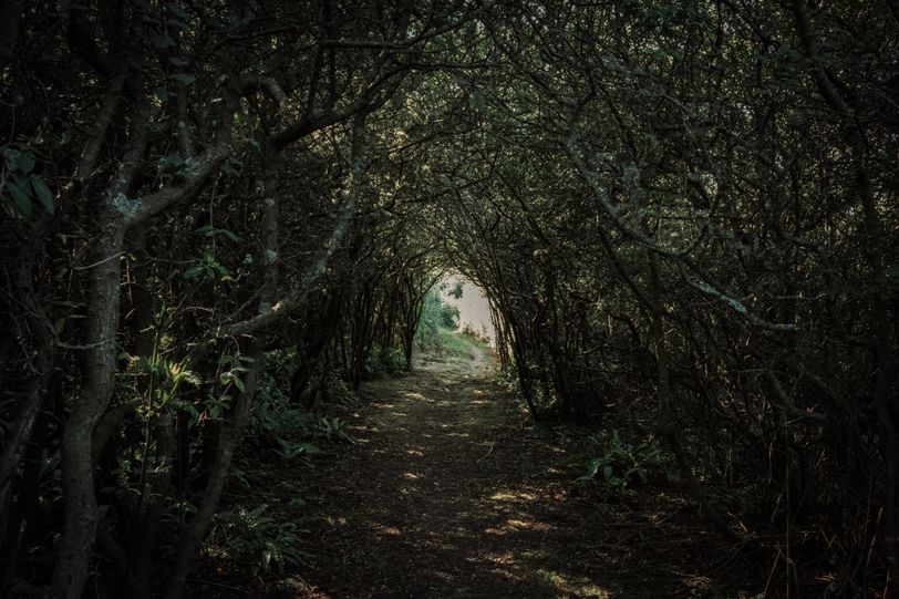 A tunnel made of flora with en enligthen end