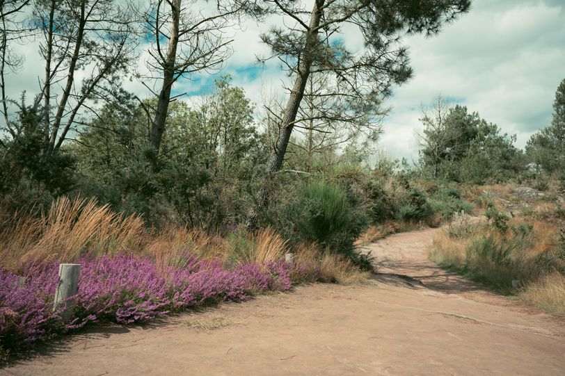 Hiking path in the wild during summer