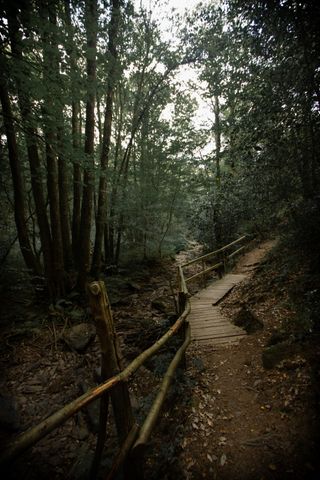An old wooden path in a dense forest