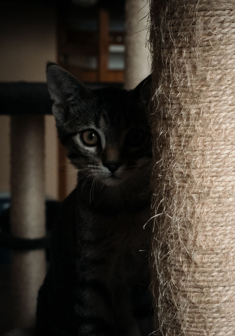 Portrait of a kitten hidden in the shadow of its cat tree