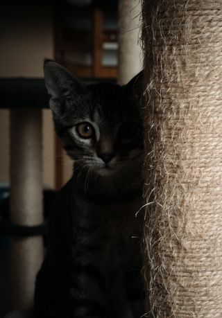 Portrait of a kitten hidden in the shadow of its cat tree