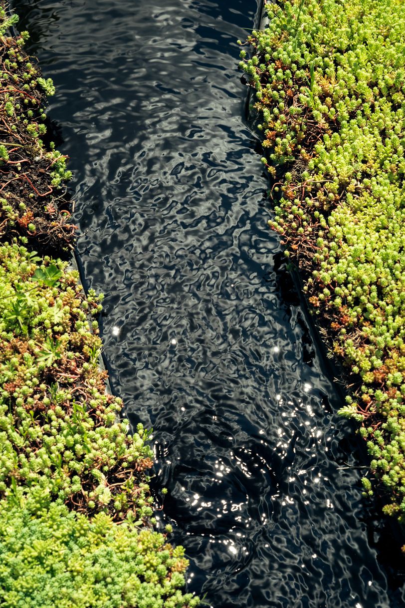 A water stream running through some ground level plants