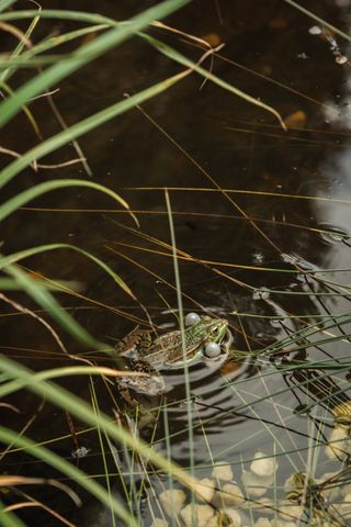 A frog in a pond puffing its cheeks