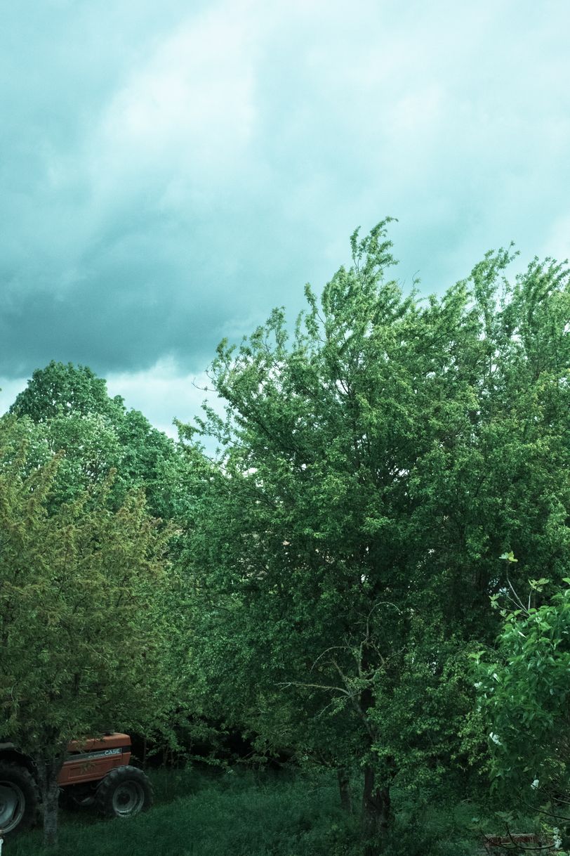 A tractor under trees dancing with an evergrowing wind