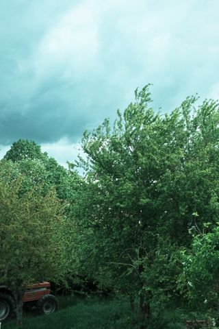 A tractor under trees dancing with an evergrowing wind