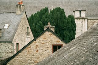 Townscape with a tall green tree between houses