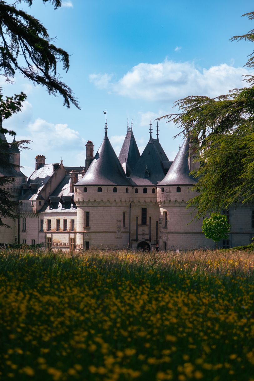 A renaissance castle in the background and a field of small yellow blooming flowers in the foreground