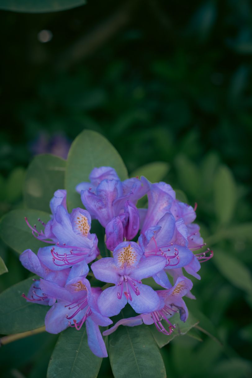 A plant full of violet flowers
