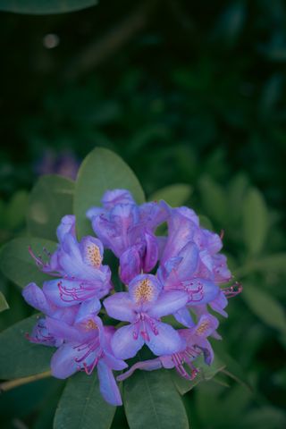 A plant full of violet flowers