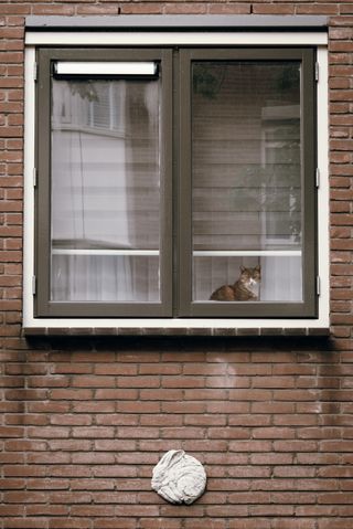 Picture of a window from a building made of red bricks. There's a white bunny molding below the window and a cat inside the apartment looking outside.