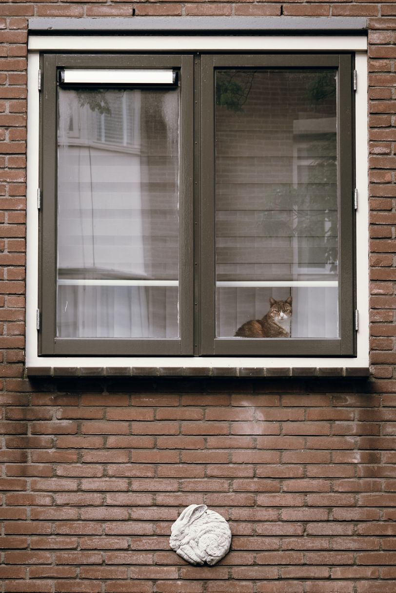 Picture of a window from a building made of red bricks. There's a white bunny molding below the window and a cat inside the apartment looking outside.