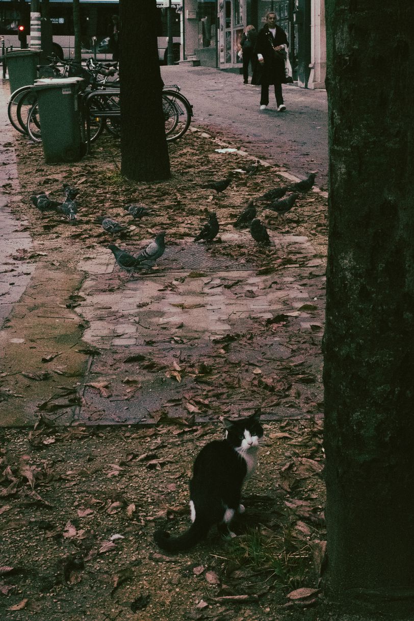 A young cat caught chasing pigeons in the street