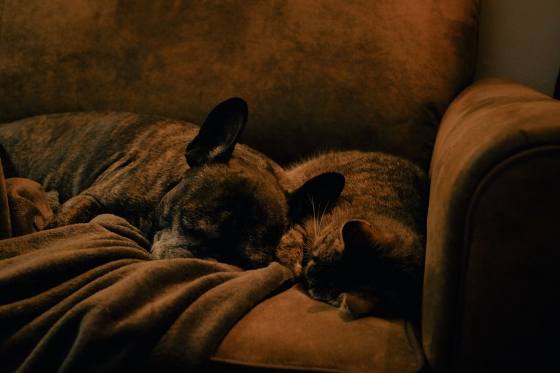A french bulldog and a cat sleeping next to each other on a sofa