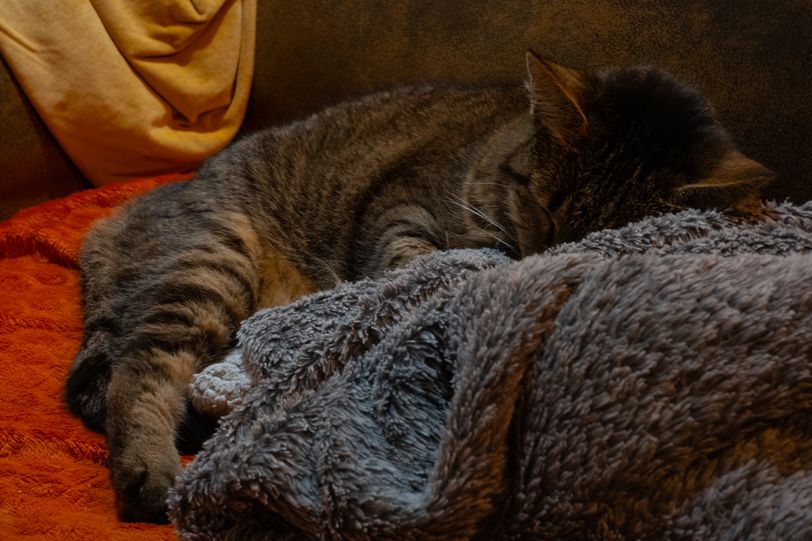 A cap napping on a furry blanket on a couch