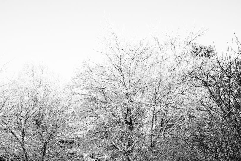 Top of trees under the snow