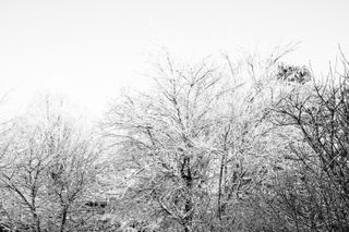 Top of trees under the snow