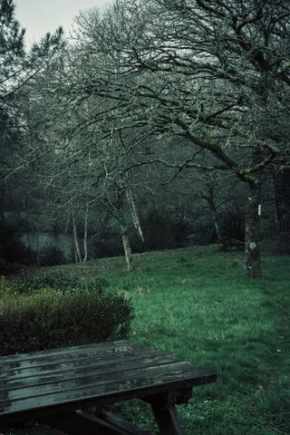 Garden under a autumn rain
