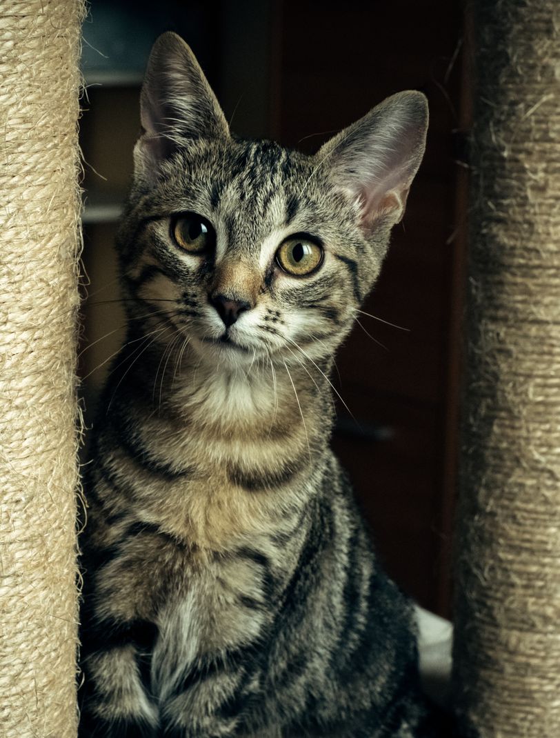 Cute kitten with a curiosity look