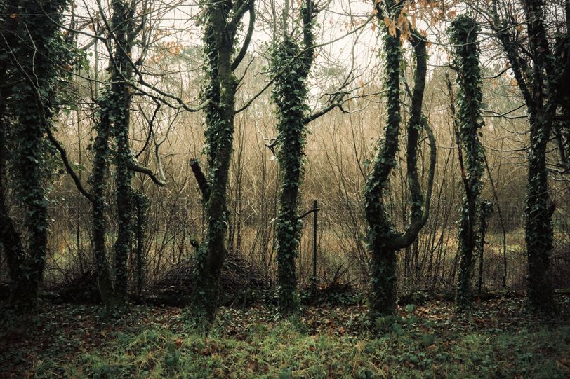 Row of ivy covered trees before a tiny fence