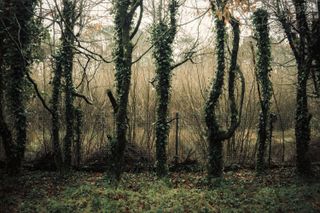 Row of ivy covered trees before a tiny fence