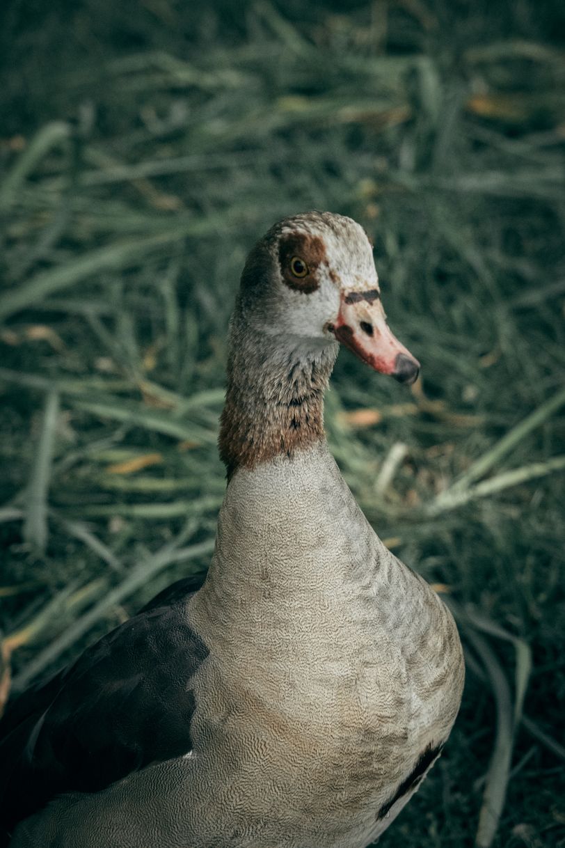 Portrait of a duck