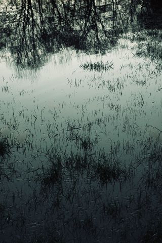 Flooded lawn at dusk