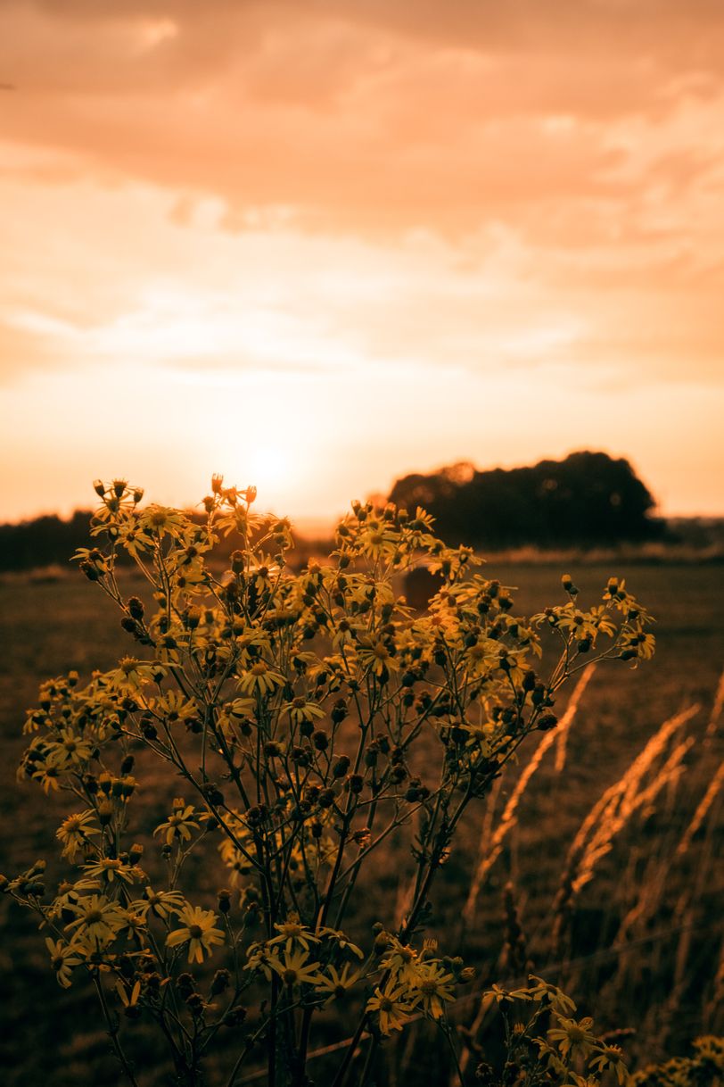 Bunch of flowers closing their petals on sunset
