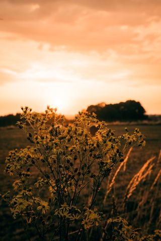 Bunch of flowers closing their petals on sunset