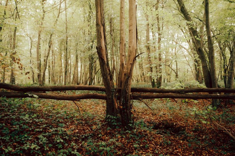 Perpendicular trees in the woods