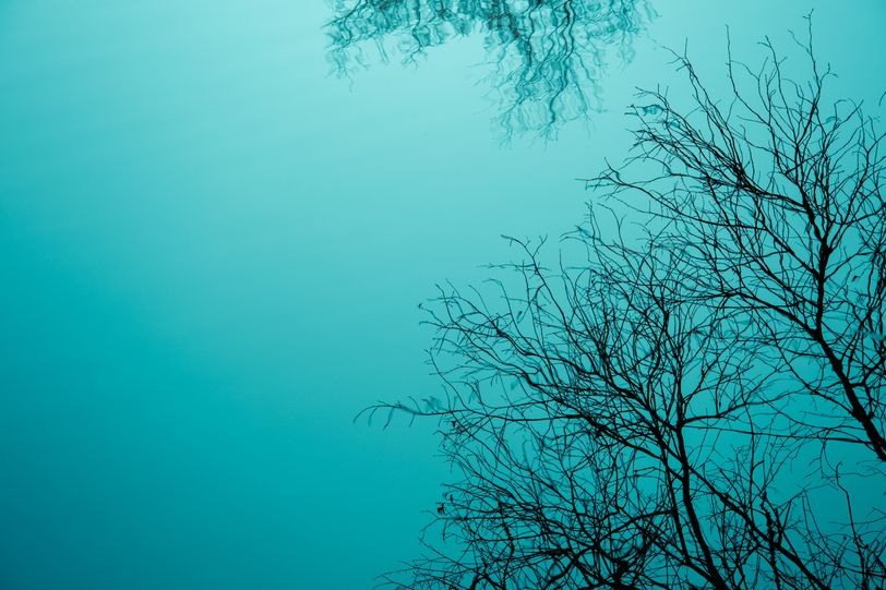 Reflection of leafless trees in the water