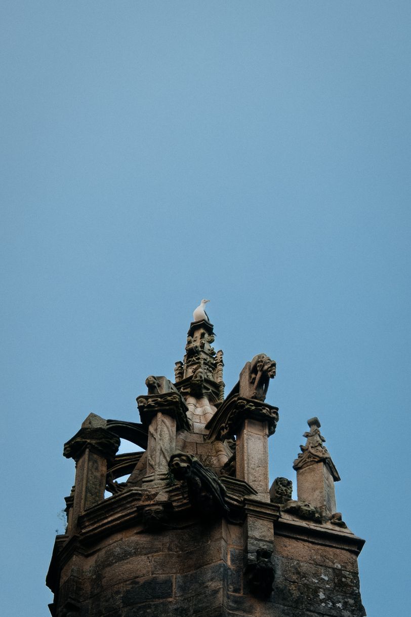 Bird on top of a religious building, just above gargoyles