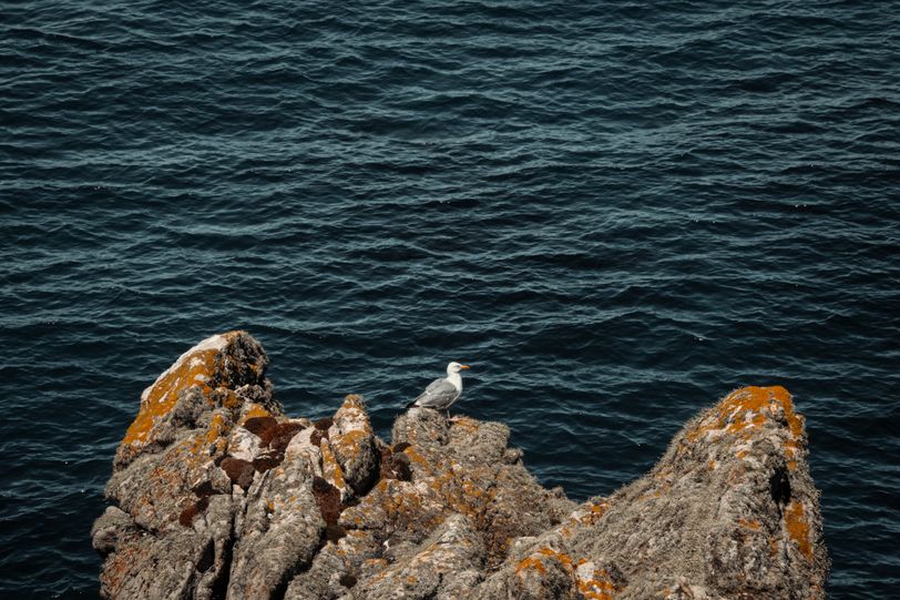 A seagull on its rock looking at the sea