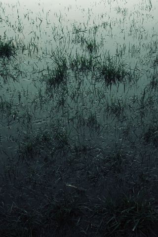 Flooded grass