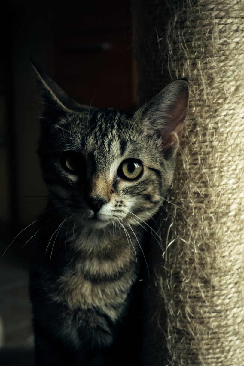 Portrait of a playful kitten