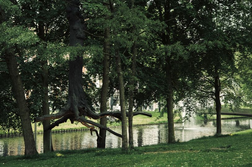 Sculpture of a tree, among other real trees, rising from the ground
