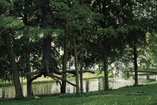 Sculpture of a tree, among other real trees, rising from the ground