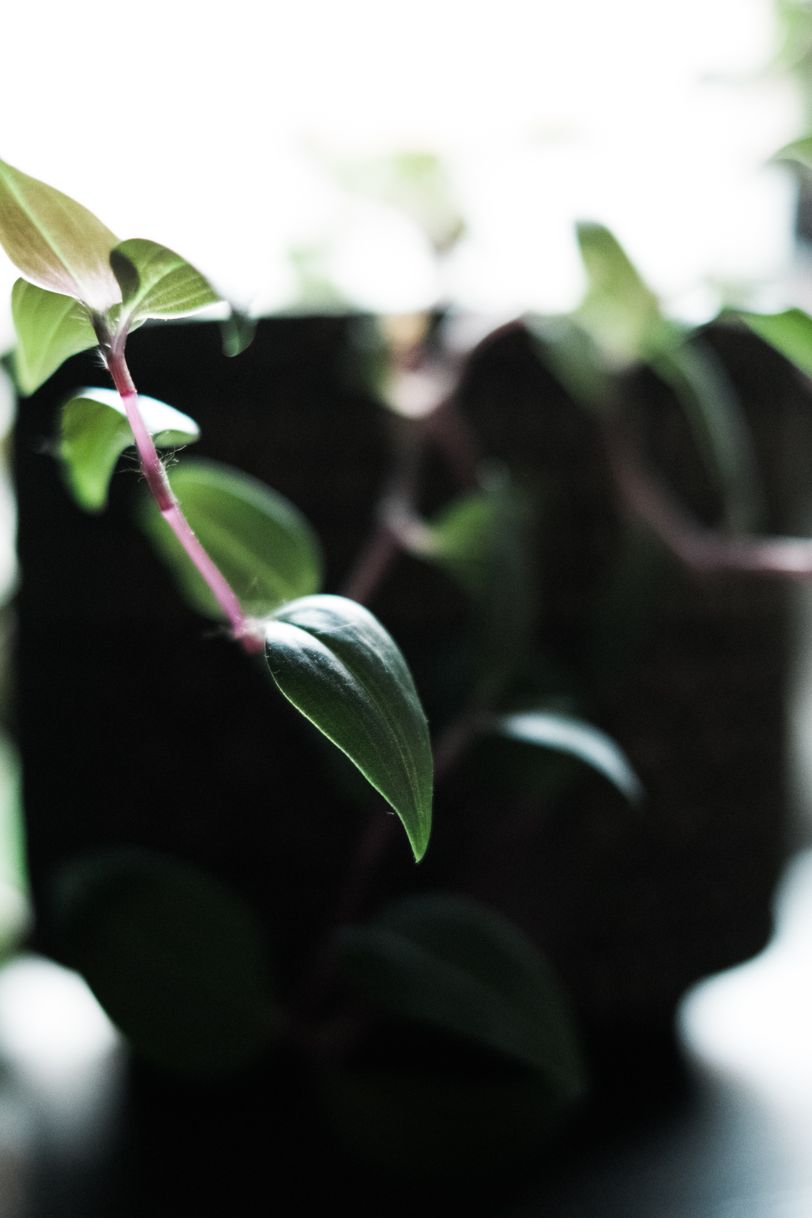 Close up on a plant growing out of its pot