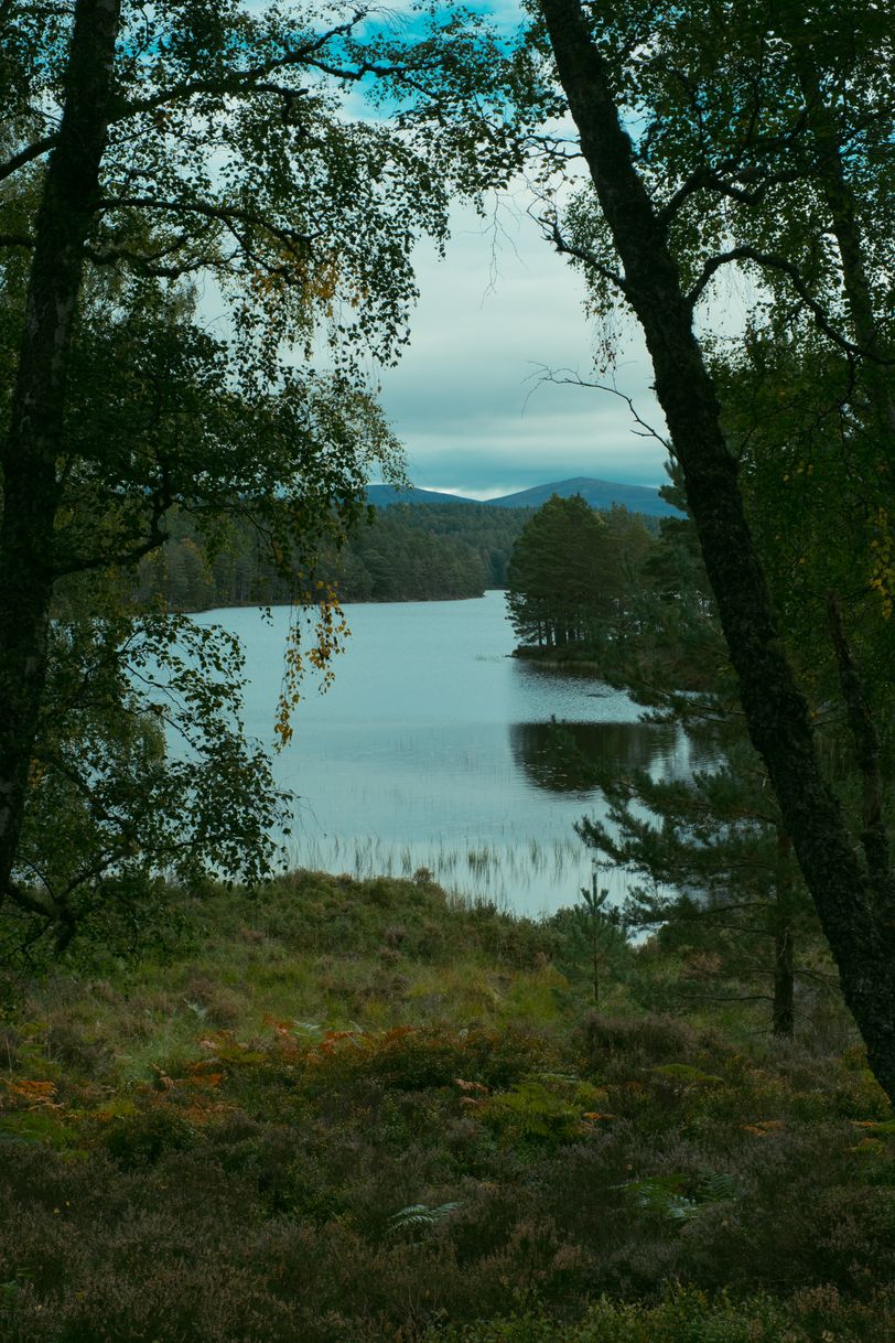 Landscape while getting out some woods with a lake and moutains in the background