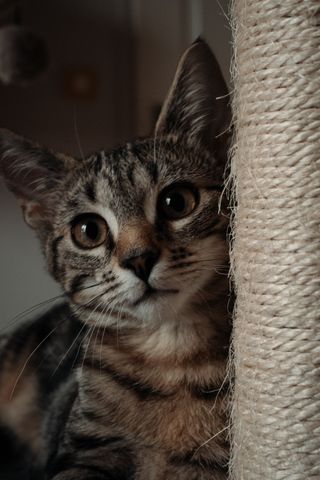 Playful kitten with a full attention to the camera