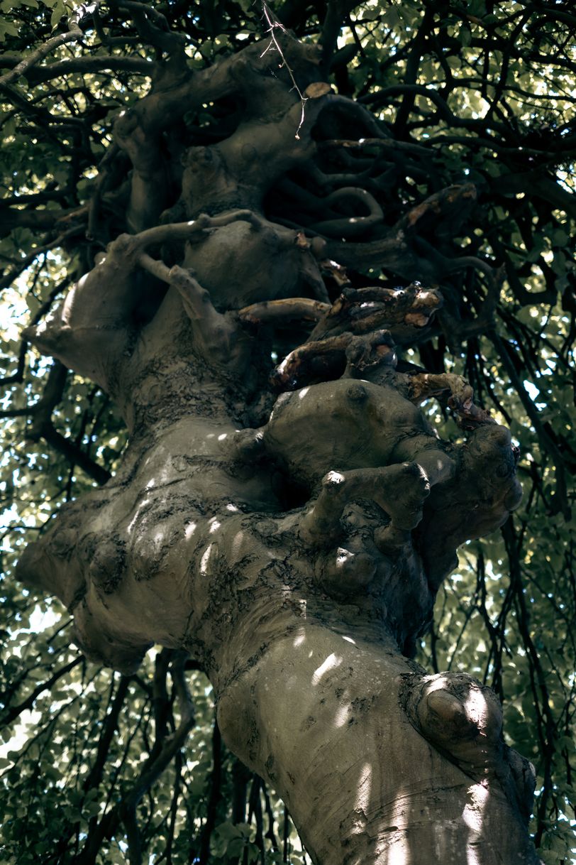 A very knotty tree knot