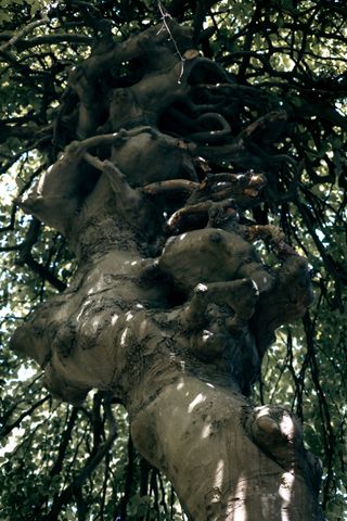 A very knotty tree knot