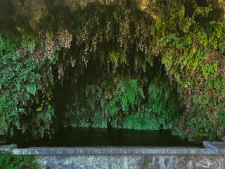 A wash house covered in a luxurious plant