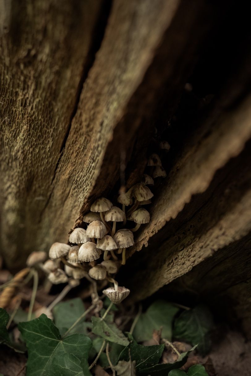 Little mushrooms growing between barks of a tree