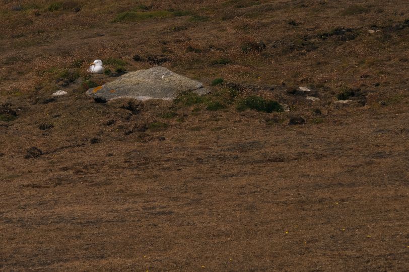 A seagull nesting on land