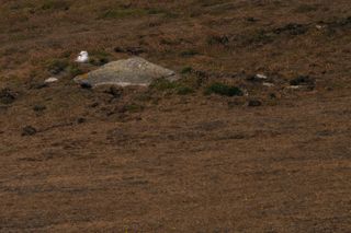 A seagull nesting on land